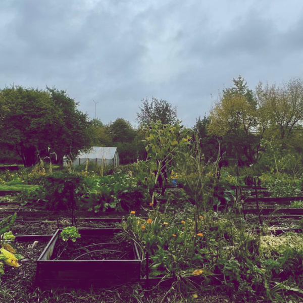 Grzyby w ogrodzie – ZAKOŃCZONE